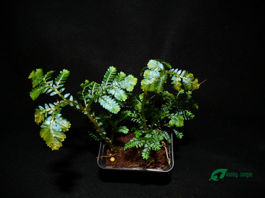 Selaginella sp. Borneo