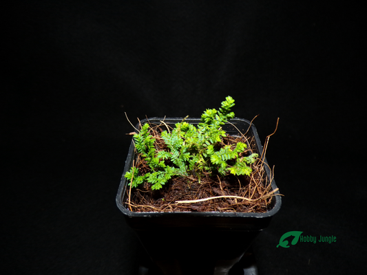 Selaginella sp. Super Dwarf