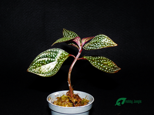 Sonerila margaritacea (RARA)