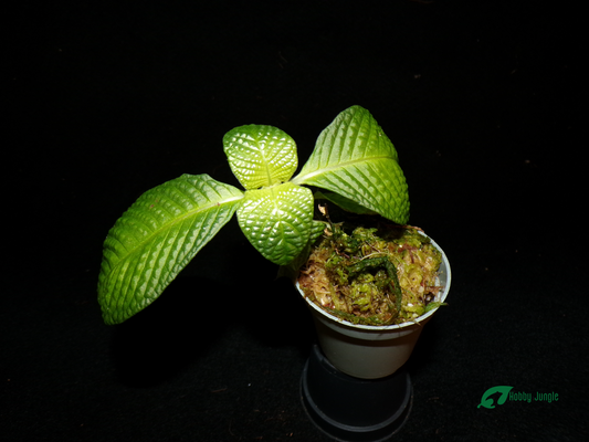 Streblosa bullata (Argostemma "Kayu Lapis")