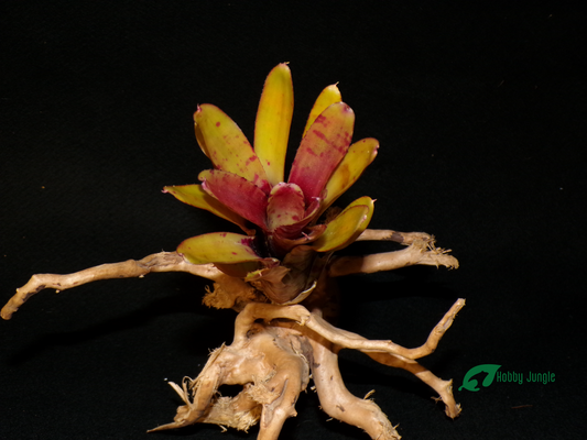Neoregelia Thera