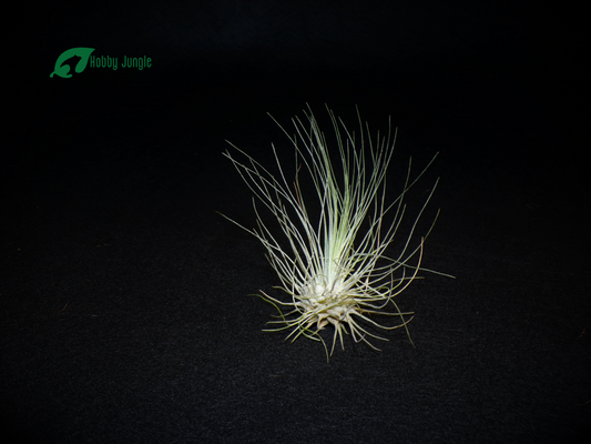 Tillandsia argentea