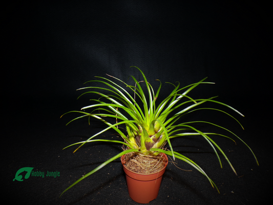 Vriesea correia-araujoi