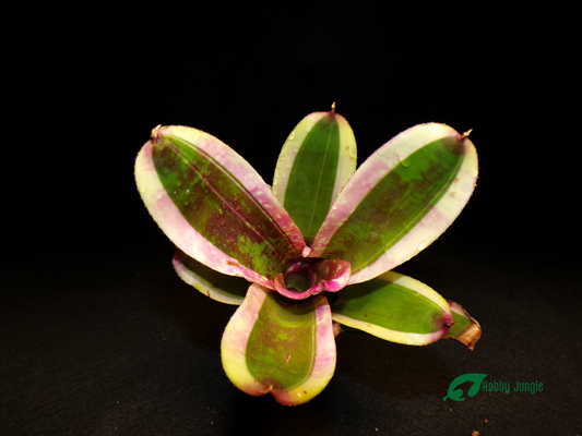 Neoregelia Jabberwock Alba