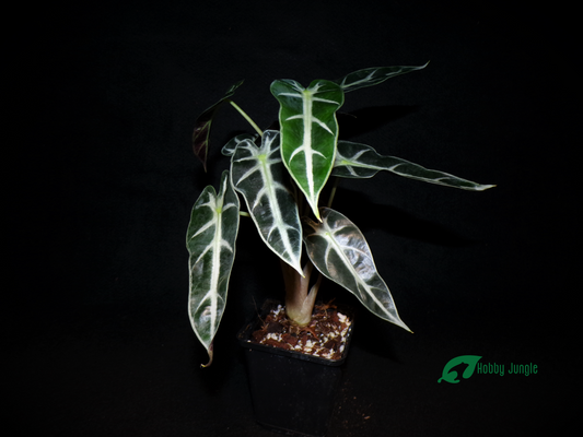 Alocasia × Amazonica "Bambino"