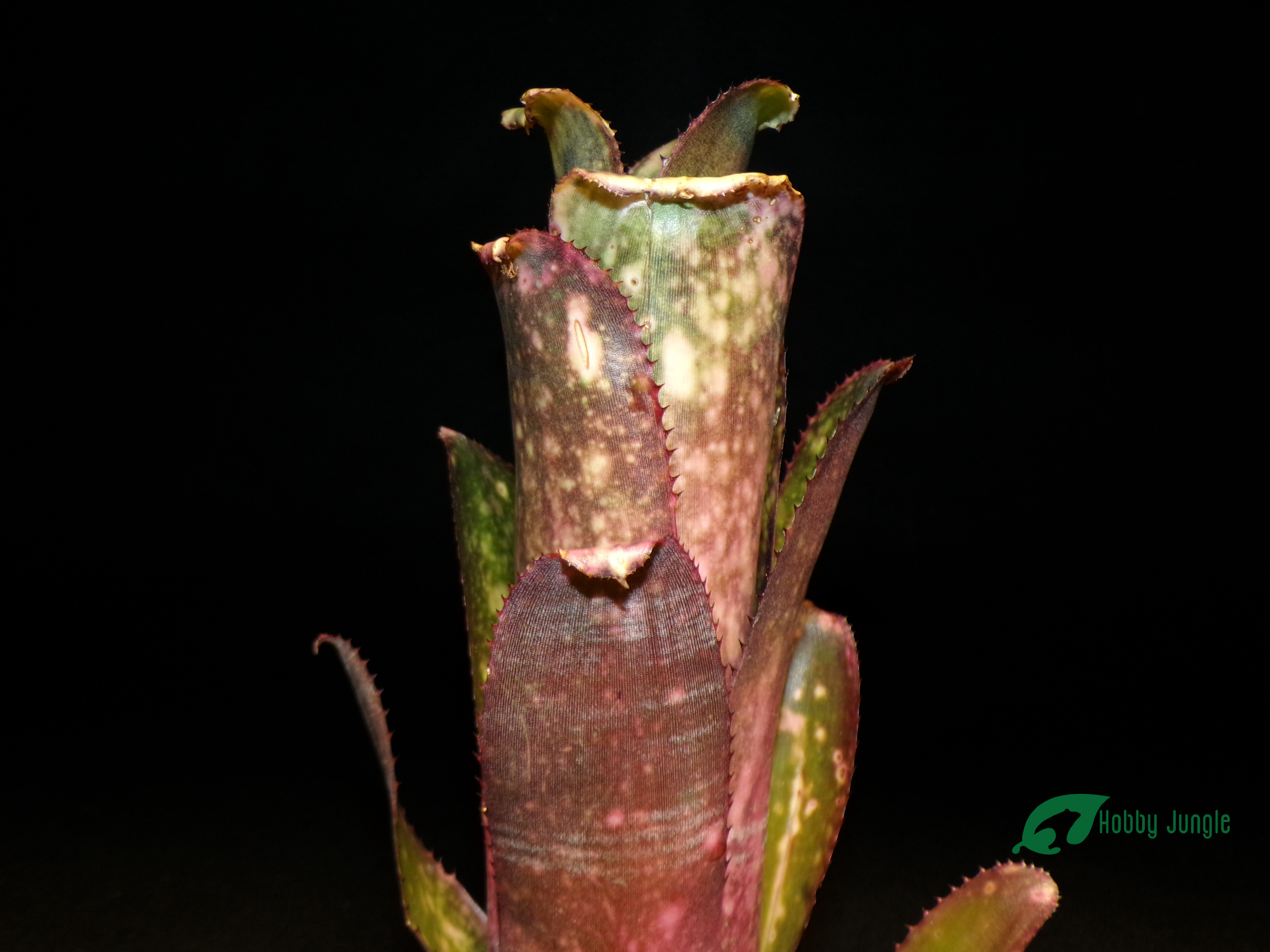 Billbergia Midnight Sun ブロメリア・エアープランツ Billbergia