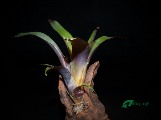 Vriesea bituminosa Mini