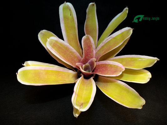 Neoregelia Bossa Nova