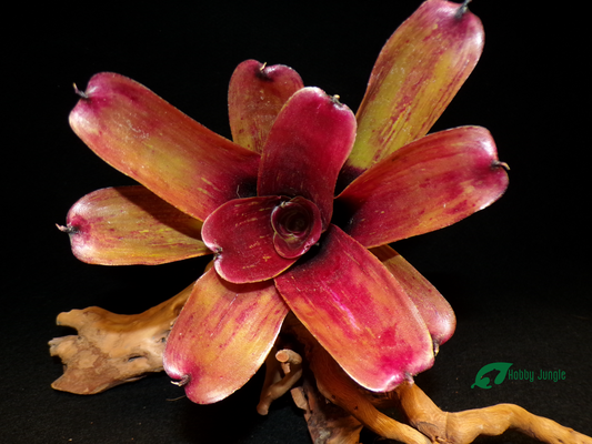 Neoregelia Brandywine