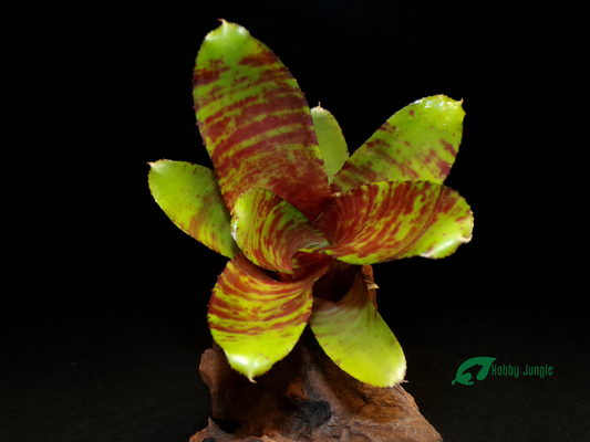 Neoregelia Brownie
