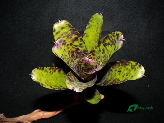Neoregelia Caviar