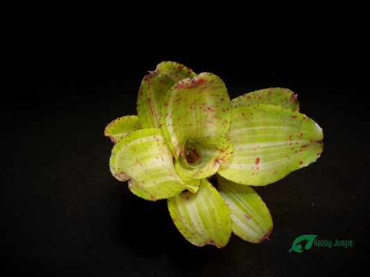 Neoregelia Chili Verde