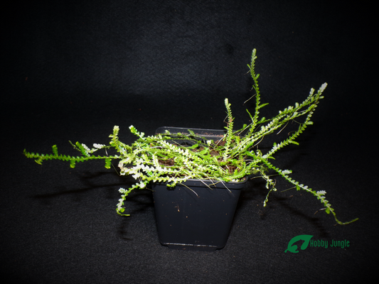 Selaginella sp. "creeping"