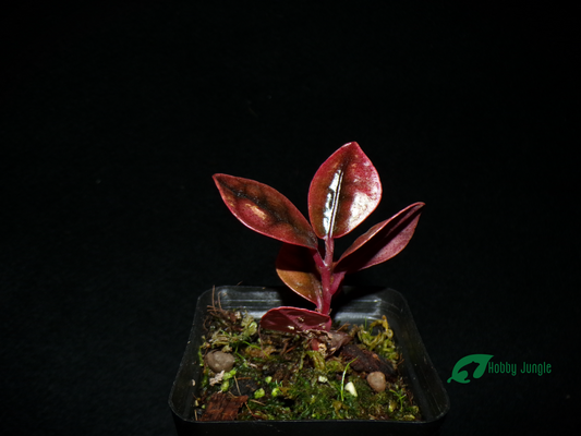 Labisia sp. Crocodile skin