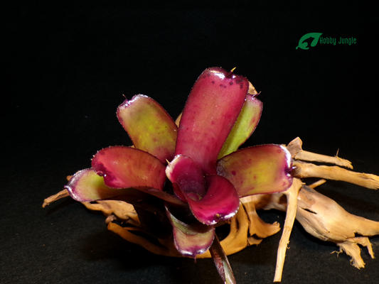 Neoregelia Darkest hour x Dungsiana