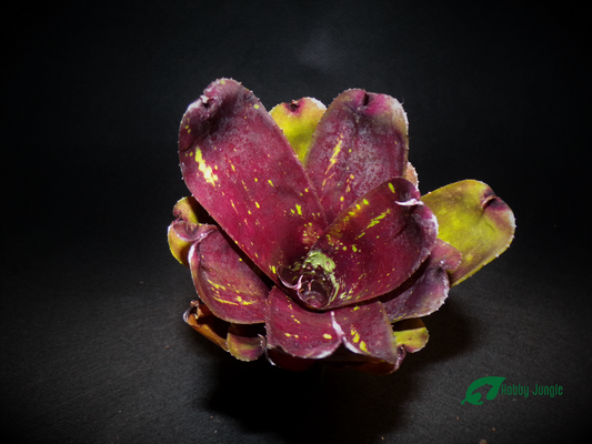 Neoregelia Dark Purple Tone