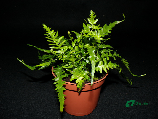 Asplenium × ebenoides (dragon tail fern)