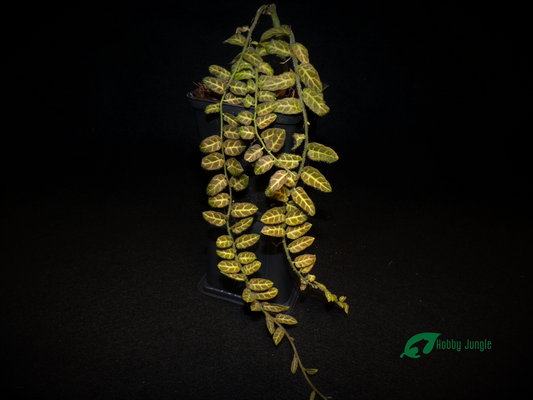 Solanum evolvulifolium