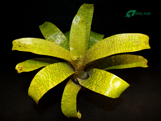 Vriesea Fenestralis mini