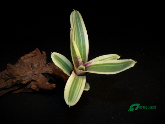 Neoregelia Fire in the hole