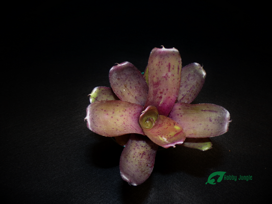 Neoregelia Freckles