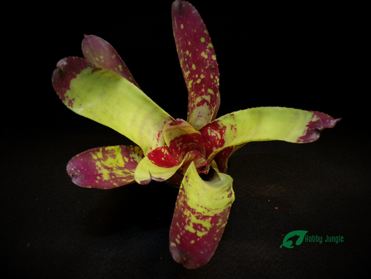 Neoregelia Gezpacho