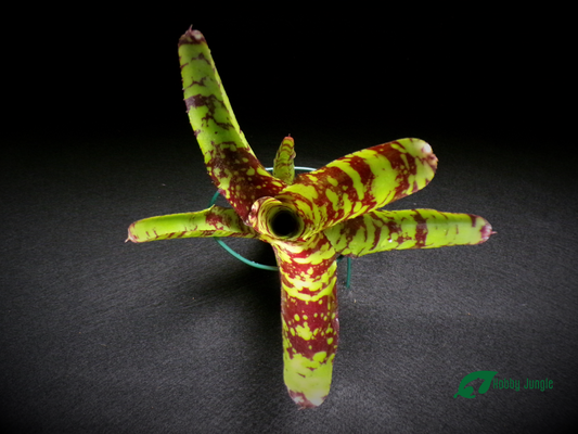 Neoregelia Guacamole