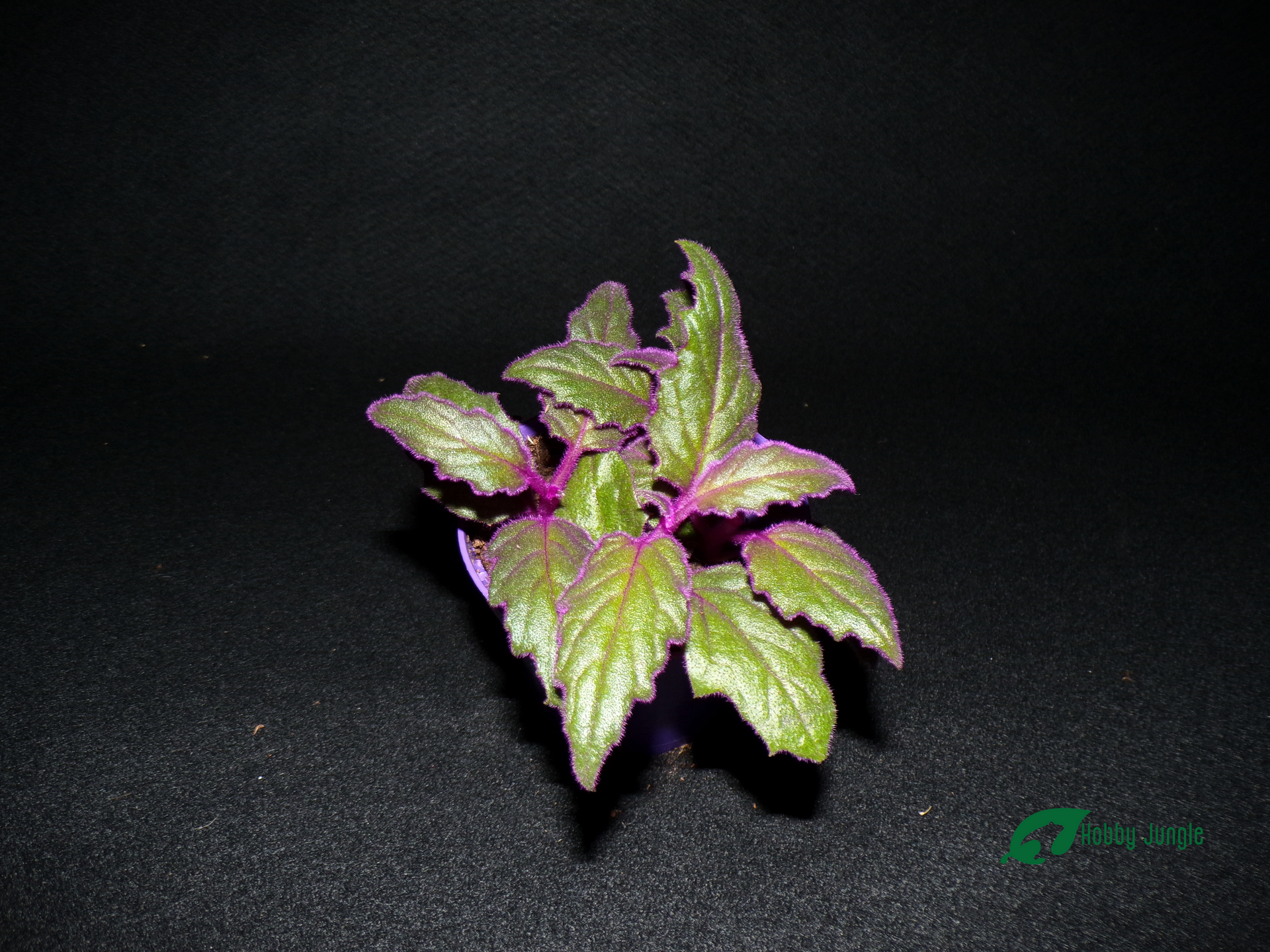 Gynura aurantiaca - Pianta ornamentale foglie verdi e viola vellutate