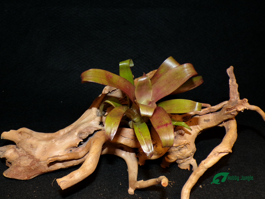 Vriesea Happy Purple Mini