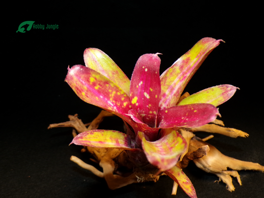 Neoregelia Humbug
