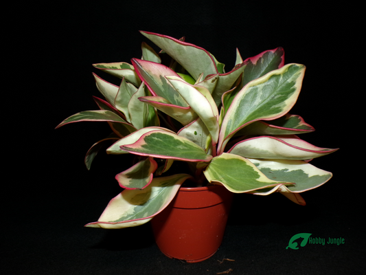 Peperomia clusiifolia "Jellie"