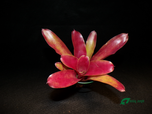 Neoregelia June Night