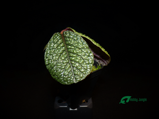 Labisia sp. "Snake Skin" - "Dino" / Ardisia aff. obovatifolia