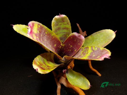 Neoregelia Liliputiana x Chlorosticta