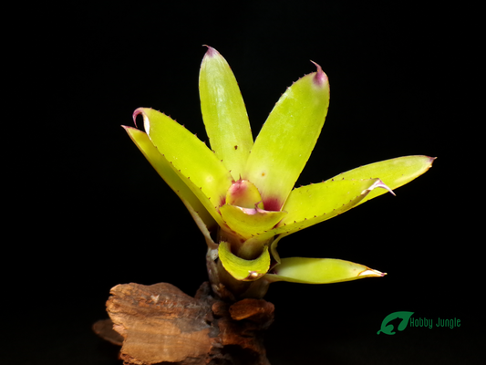 Neoregelia liliputiana x cyanea