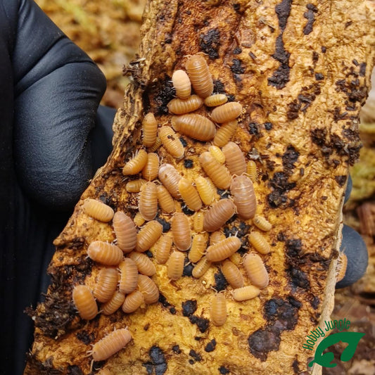 Cubaris sp. Mandarine