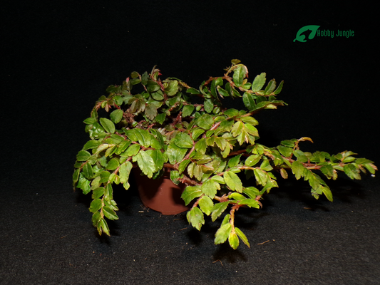 Begonia foliosa "Miniata"