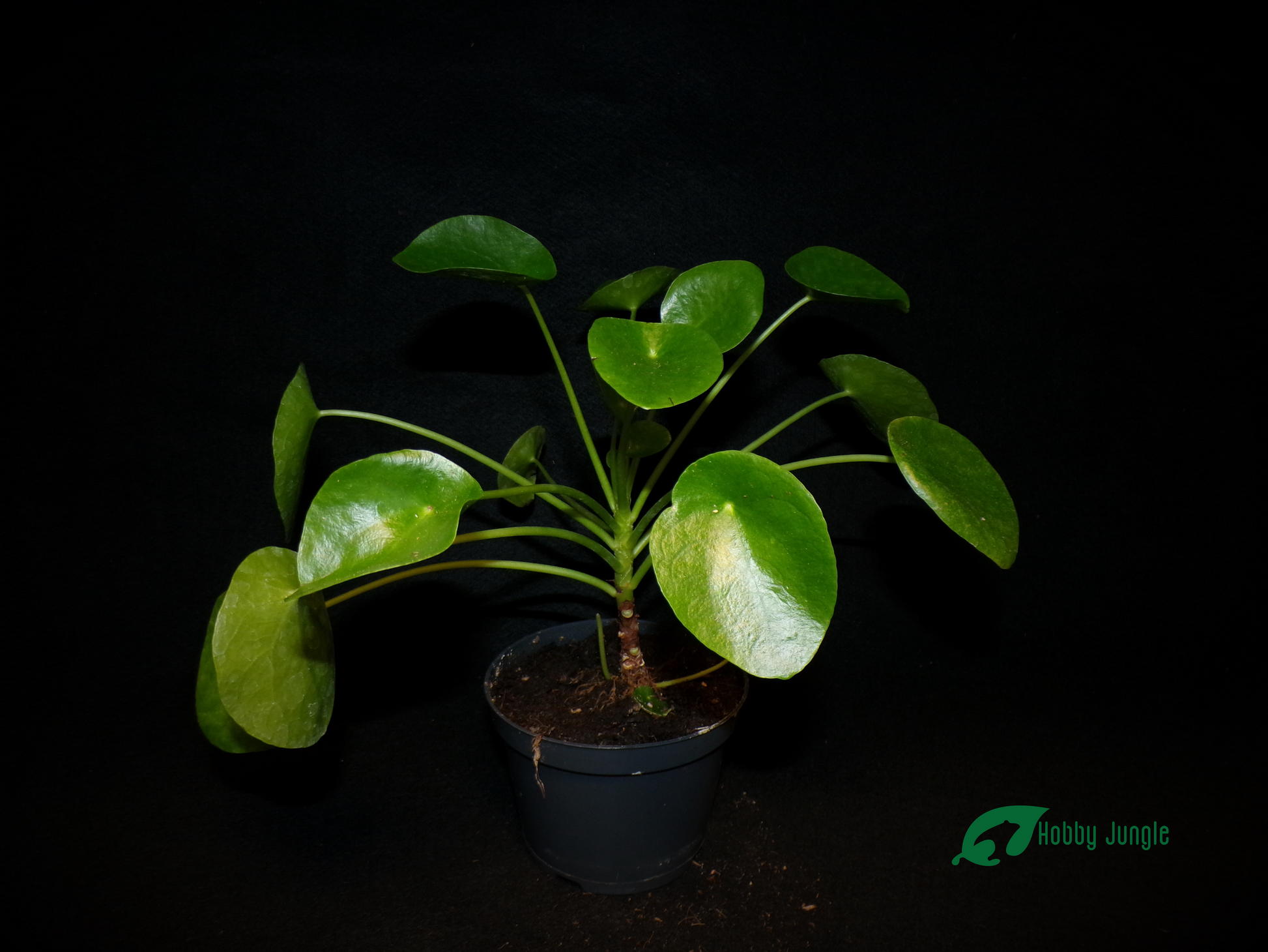 chinese money plant online india Pilea peperomioides (ufo plant/Chinese money tree) – Hobby Jungle