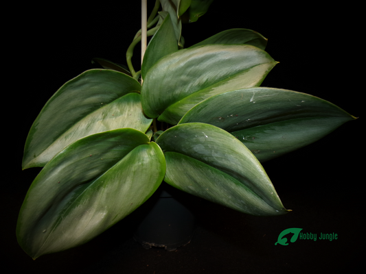 Scindapsus treubii "Moonlight"