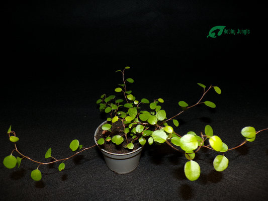 Muehlenbeckia complexa
