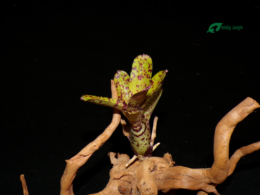 Neoregelia Night Spot