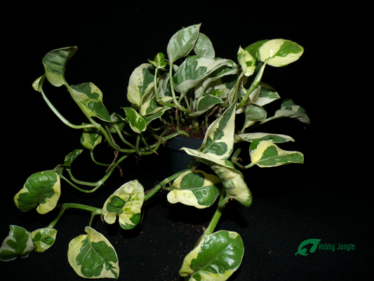 Epipremnum aureum N'Joy (Pothos)