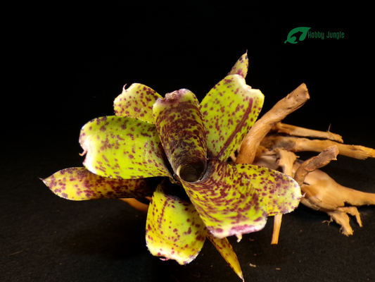 Neoregelia Ounce of Purple