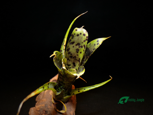 Neoregelia pauciflora