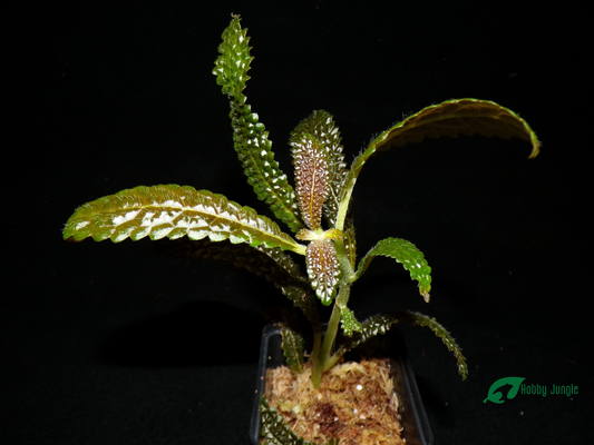 Nautilocalyx pemphidius