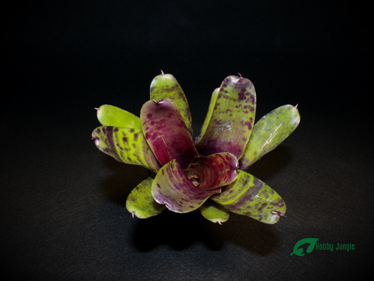 Neoregelia Pesadilla