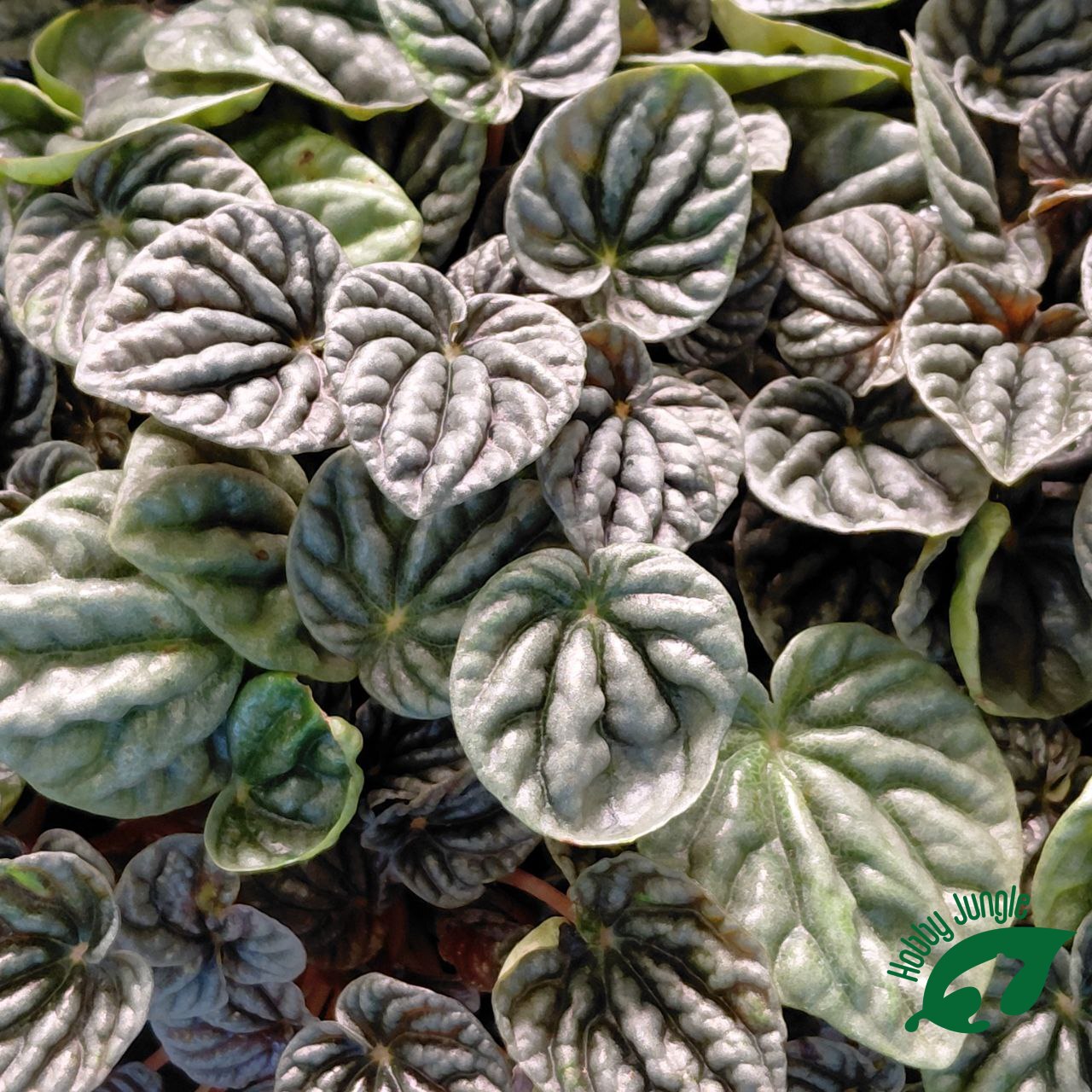Peperomia caperata "Luna Grey"