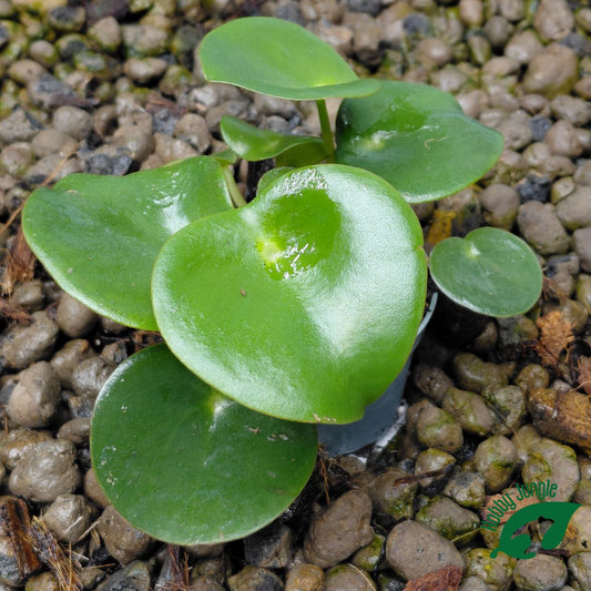 Peperomia arifolia