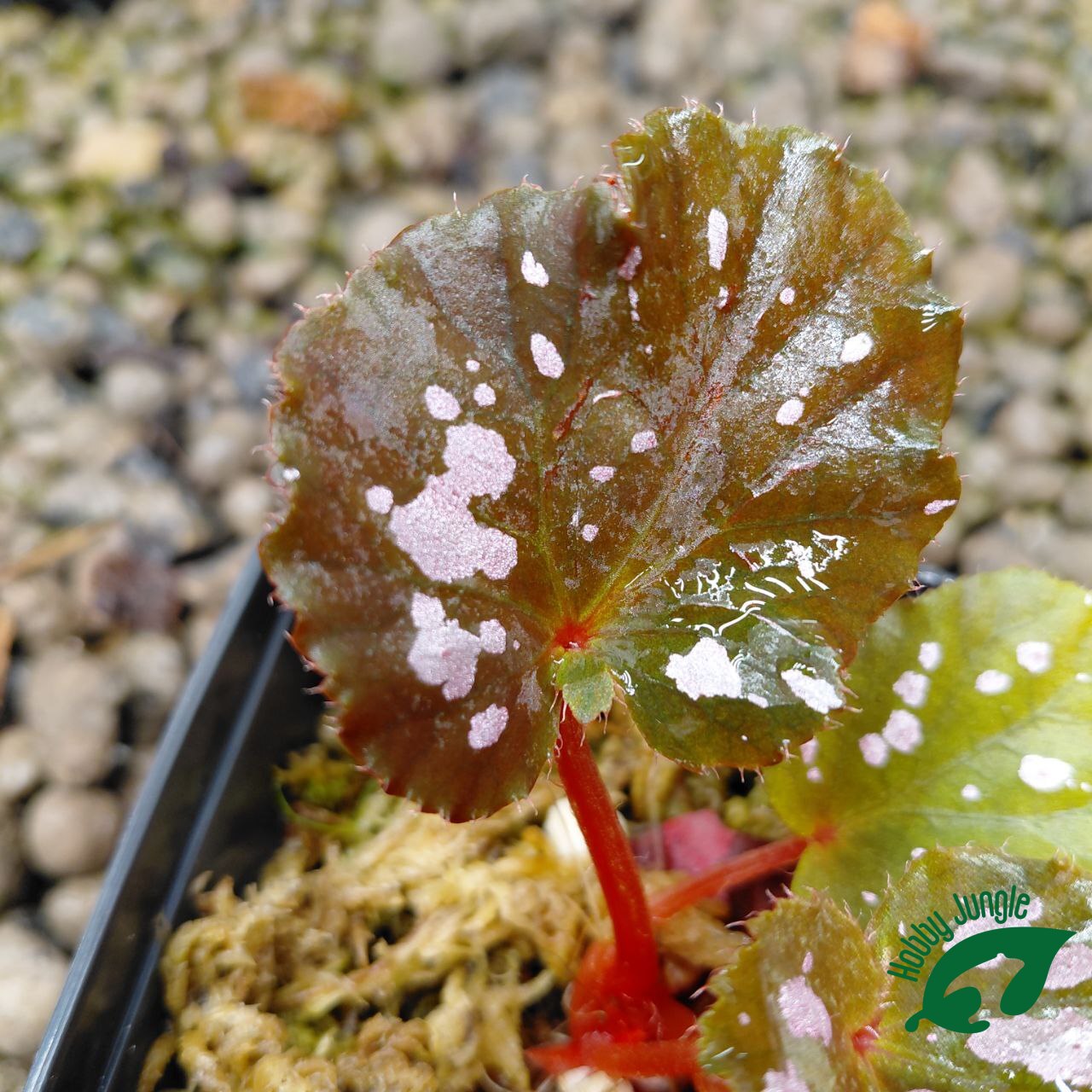 Begonia rex "pink pop"