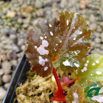 Begonia rex "pink pop"